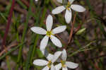 Shortleaf rose gentian